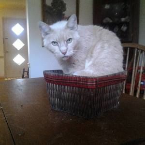 Meet your Posher, Jean